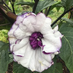 Purple People Eater Angel Trumpet Seeds - 5 Pack - Fragrant Double Blooms, Zones 9-10 - Image 5