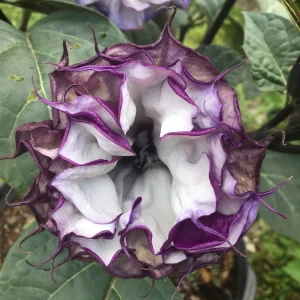 Purple People Eater Angel Trumpet Seeds - 5 Pack - Fragrant Double Blooms, Zones 9-10 - Image 7