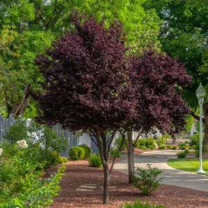Purple Pony Plum Tree Live Plant - Grafted Ornamental Tree - 2-3 ft Tall - 3 Gallon Pot - Image 2