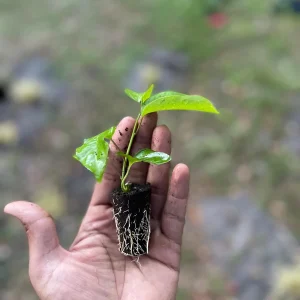 Purple Possum Passionfruit Live Plant – Exotic Edible Fruit Vine 3-7 inches - Image 10