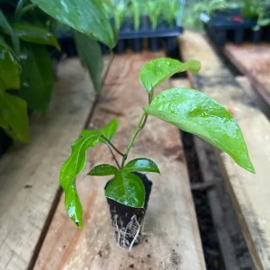 Purple Possum Passionfruit Live Plant – Exotic Edible Fruit Vine 3-7 inches - Image 2