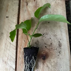 Purple Possum Passionfruit Live Plant – Exotic Edible Fruit Vine 3-7 inches - Image 3