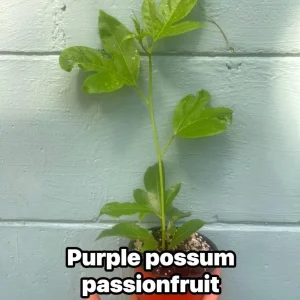 Purple Possum Passionfruit Live Plant – Exotic Edible Fruit Vine 3-7 inches - Image 4