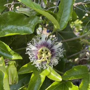 Purple Possum Passionfruit Live Plant – Exotic Edible Fruit Vine 3-7 inches - Image 6