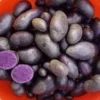 Purple Potato Seeds - 70 Heirloom True Potato Seeds for Outdoor Planting - Image 1