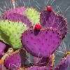 Purple Prickly Pear Cactus Live Plant - 3.5" Pot, Hardy Indoor/Outdoor - Image 1