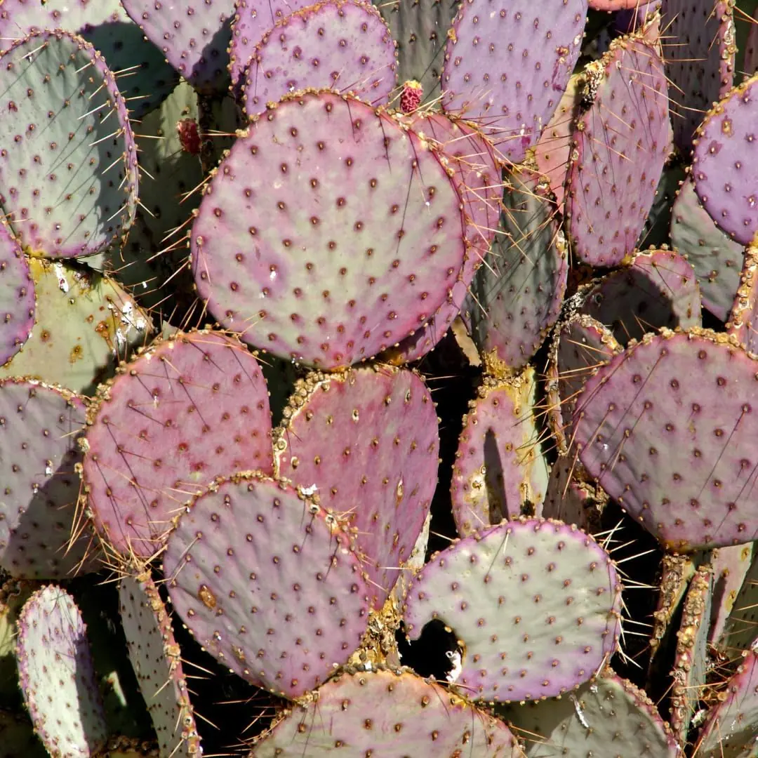 Purple Prickly Pear Cactus Live Plant - 6-8 Inches Tall Hardy Succulent for Indoor/Outdoor - Image 2