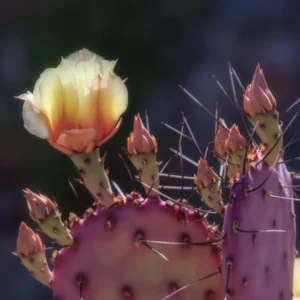 Purple Prickly Pear Cactus Live Plant - 6-8 Inches Tall Hardy Succulent for Indoor/Outdoor - Image 3