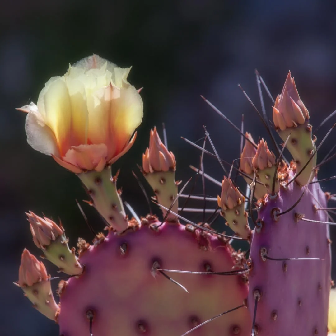 Purple Prickly Pear Cactus Live Plant - 6-8 Inches Tall Hardy Succulent for Indoor/Outdoor - Image 3