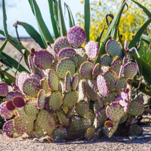 Purple Prickly Pear Cactus Live Plant - 6-8 Inches Tall Hardy Succulent for Indoor/Outdoor - Image 1