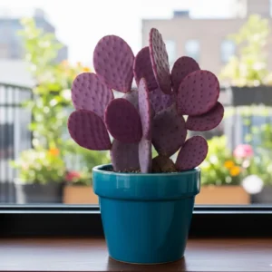 Purple Prickly Pear Cactus Live Plant - 6-8 Inches Tall Hardy Succulent for Indoor/Outdoor - Image 4