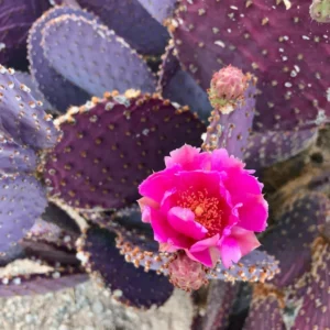Purple Prickly Pear Cactus Live Plant - 6-8 Inches Tall Hardy Succulent for Indoor/Outdoor - Image 5