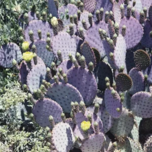 Purple Prickly Pear Cactus Live Plant - 6-8 Inches Tall Hardy Succulent for Indoor/Outdoor - Image 7