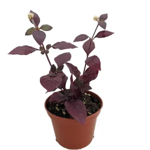 Purple Prince St. Joseph's Coat Live Plant, Alternanthera, 2.5