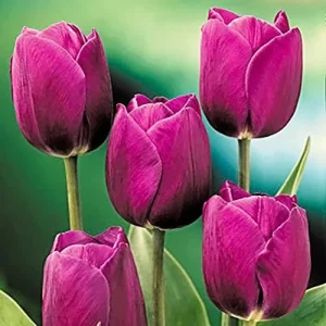 Purple Prince Tulip Bulbs - Single Early Tulip for Spring Garden, 12-14 inches Tall - Image 2