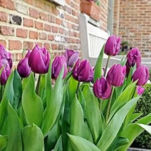 Purple Prince Tulip Bulbs - Single Early Tulip for Spring Garden, 12-14 inches Tall - Image 4