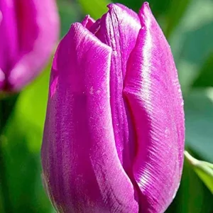 Purple Prince Tulip Bulbs - Single Early Tulip for Spring Garden, 12-14 inches Tall - Image 5