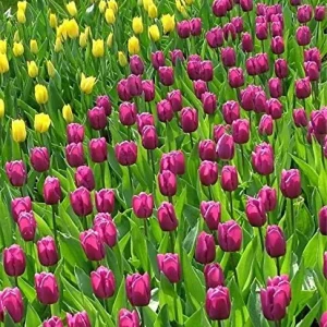 Purple Prince Tulip Bulbs - Single Early Tulip for Spring Garden, 12-14 inches Tall - Image 6