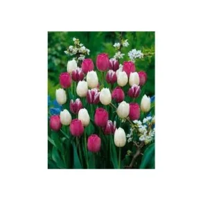 Purple Rain Mix Tulip Bulbs - Triumph Tulipa - 18-20" Tall - Outdoor - Image 2