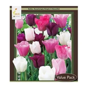 Purple Rain Mix Tulip Bulbs - Triumph Tulipa - 18-20" Tall - Outdoor - Image 1