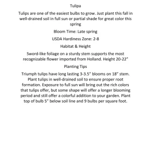 Purple Rain Mix Tulip Bulbs - Triumph Tulipa - 18-20