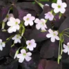 Purple Rain Shamrock Bulbs - Oxalis triangularis - Indoor/Outdoor Plant Bulbs - Image 1