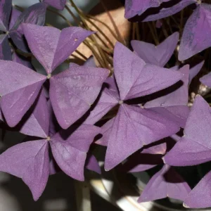 Purple Rain Shamrock Bulbs - Oxalis triangularis - Indoor/Outdoor Plant Bulbs - Image 2