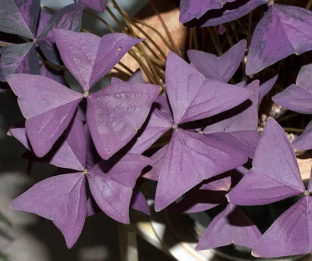 Purple Rain Shamrock Bulbs - Oxalis triangularis - Indoor/Outdoor Plant Bulbs - Image 2
