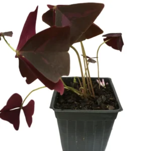 Purple Rain Shamrock Bulbs - Oxalis triangularis - Indoor/Outdoor Plant Bulbs - Image 3