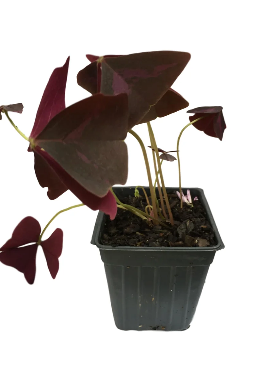 Purple Rain Shamrock Bulbs - Oxalis triangularis - Indoor/Outdoor Plant Bulbs - Image 3