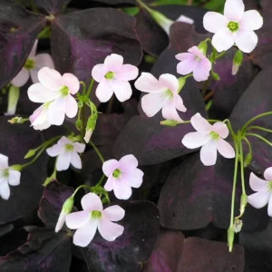 Purple Rain Shamrock Bulbs - Oxalis triangularis - Indoor/Outdoor Plant Bulbs - Image 1