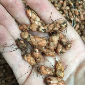 Purple Rain Shamrock Bulbs - Oxalis triangularis - Indoor/Outdoor Plant Bulbs - Image 4