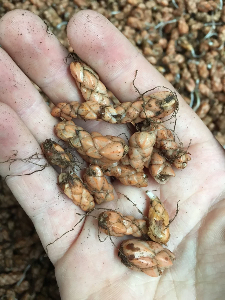 Purple Rain Shamrock Bulbs - Oxalis triangularis - Indoor/Outdoor Plant Bulbs - Image 4