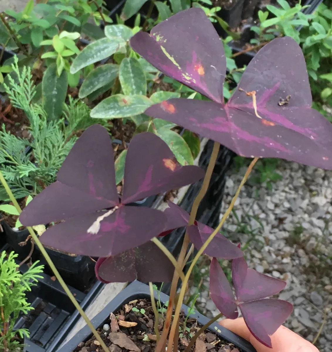 Purple Rain Shamrock Bulbs - Oxalis triangularis - Indoor/Outdoor Plant Bulbs - Image 5