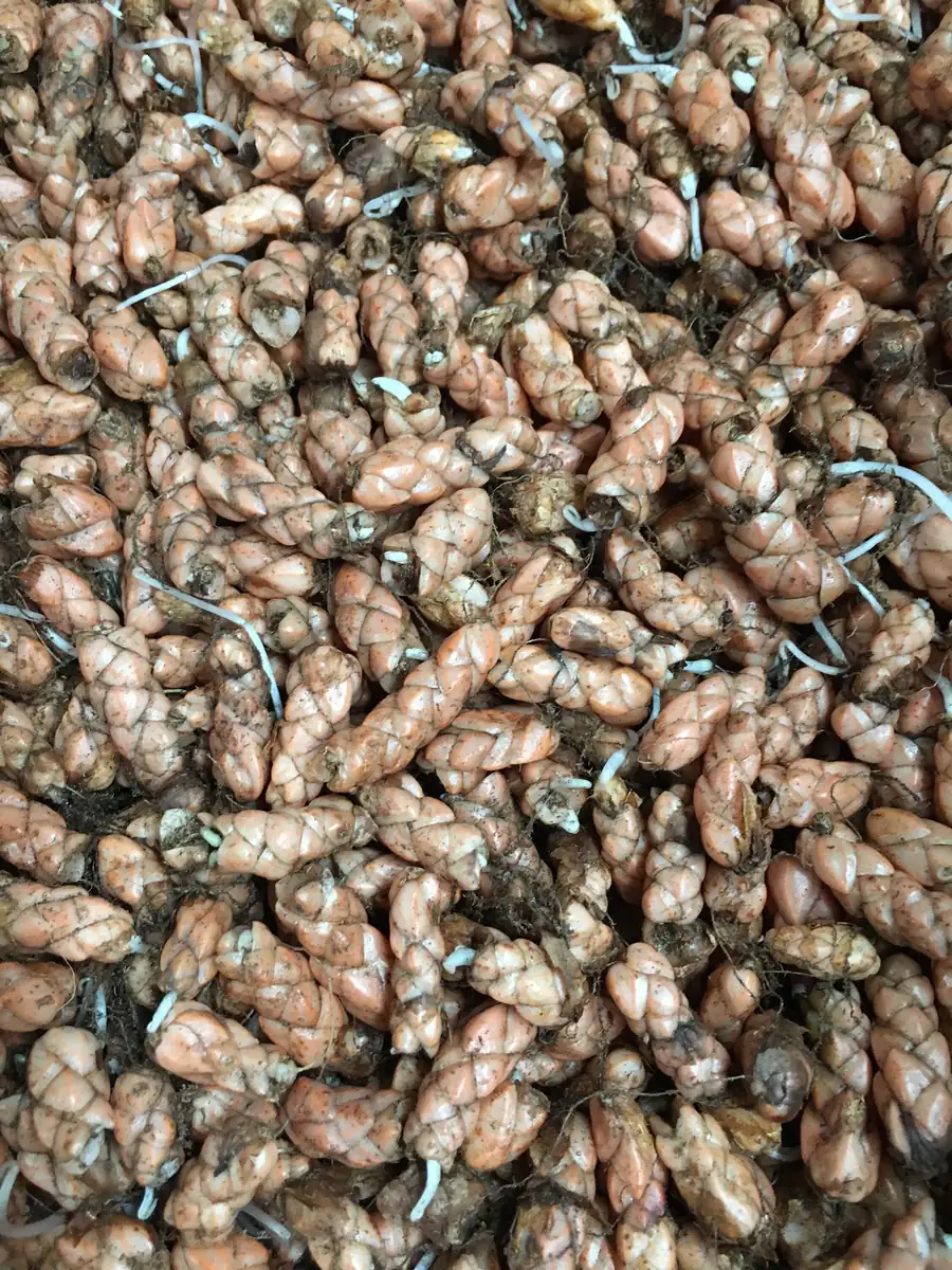 Purple Rain Shamrock Bulbs - Oxalis triangularis - Indoor/Outdoor Plant Bulbs - Image 6