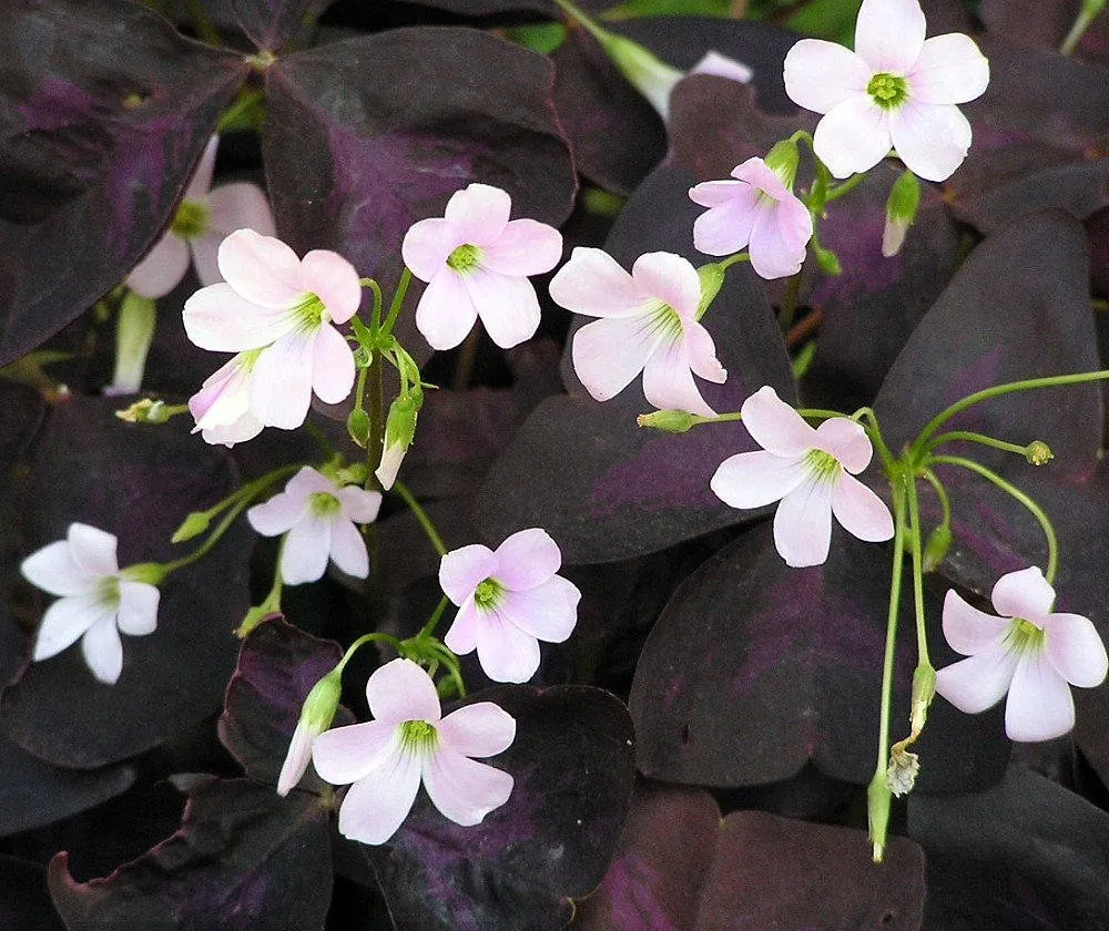 Purple Rain Shamrock Bulbs - Oxalis triangularis - Indoor/Outdoor Plant Bulbs - Image 1