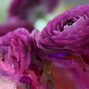 Purple Ranunculus Bulbs - 12 Quality Corms for Planting - Perennial Flower - Image 2