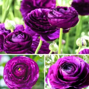 Purple Ranunculus Bulbs - 12 Quality Corms for Planting - Perennial Flower - Image 1