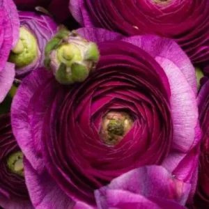 Purple Ranunculus Bulbs - 12 Quality Corms for Planting - Perennial Flower - Image 5