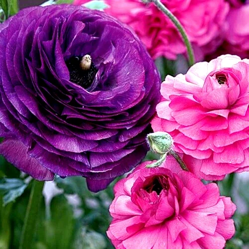 Purple Ranunculus Bulbs - 14 Corms for Garden & Wedding Flowers - Image 10