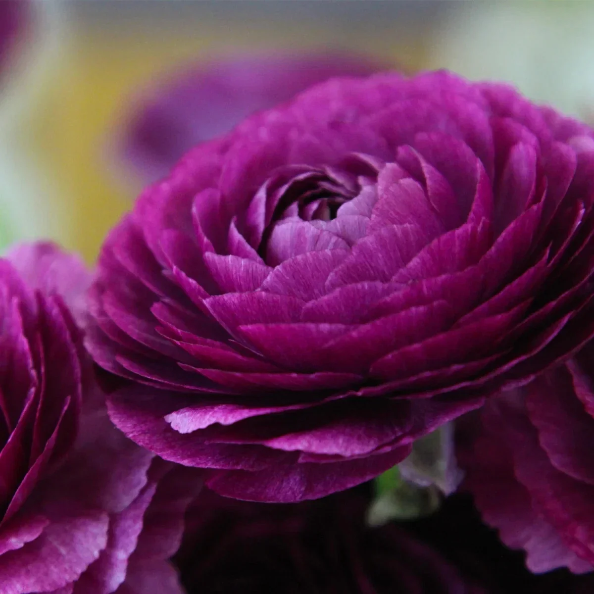 Purple Ranunculus Bulbs - 14 Corms for Garden & Wedding Flowers - Image 11