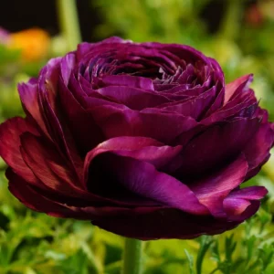 Purple Ranunculus Bulbs - 14 Corms for Garden & Wedding Flowers - Image 14