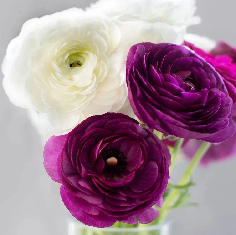 Purple Ranunculus Bulbs - 14 Corms for Garden & Wedding Flowers - Image 16