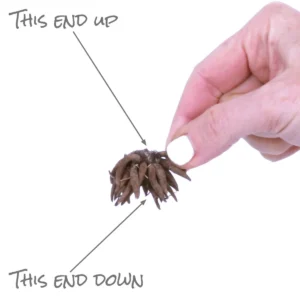 Purple Ranunculus Bulbs - 14 Corms for Garden & Wedding Flowers - Image 17