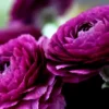 Purple Ranunculus Bulbs - 14 Corms for Garden & Wedding Flowers - Image 2
