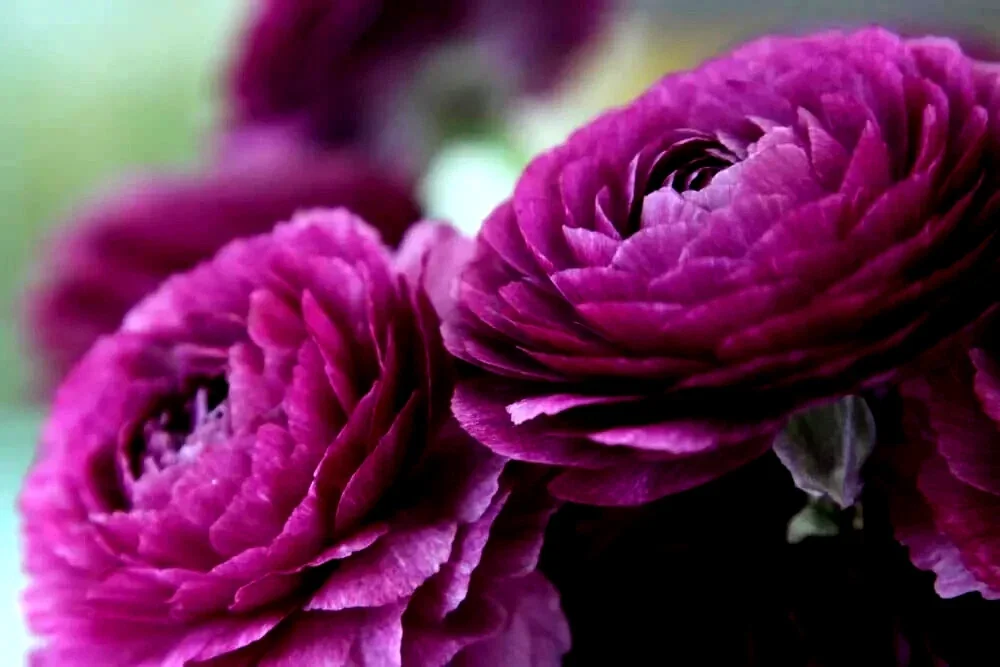 Purple Ranunculus Bulbs - 14 Corms for Garden & Wedding Flowers - Image 2