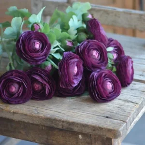 Purple Ranunculus Bulbs - 14 Corms for Garden & Wedding Flowers - Image 6