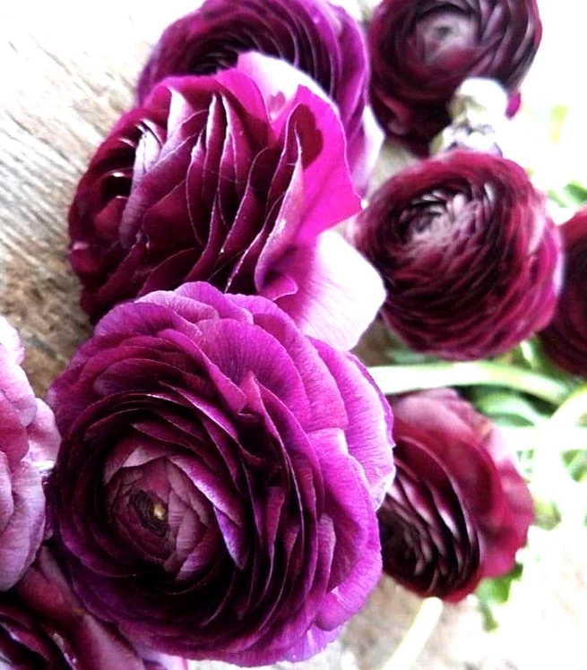 Purple Ranunculus Bulbs - 14 Corms for Garden & Wedding Flowers - Image 8