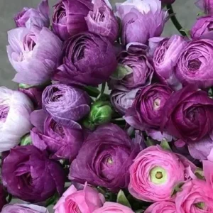 Purple Ranunculus Corms - 15 Bulbs, Perennial Flowers for Planting - Image 1