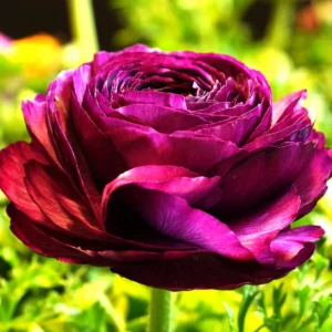 Purple Ranunculus Corms - 15 Bulbs, Perennial Flowers for Planting - Image 6